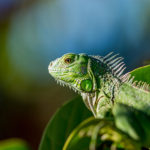 Things to Consider Before You Buy a Pet Lizards