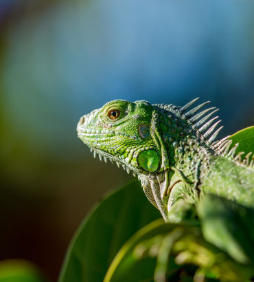 Things to Consider Before You Buy a Pet Lizards